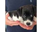 Parson Russell Terrier Puppy for sale in Tampa, FL, USA