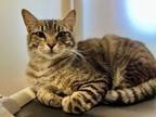 Adopt Lynx a Domestic Short Hair