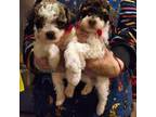 Poodle (Toy) Puppy for sale in Genesee, MI, USA