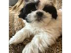 Shih Tzu Puppy for sale in Cresco, PA, USA