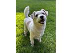 Adopt Catch Up a Jack Russell Terrier