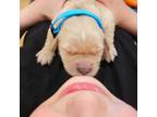 Golden Retriever Puppy for sale in Burlington, WA, USA