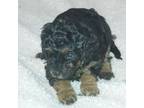Mutt Puppy for sale in Bismarck, MO, USA
