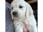 Golden Retriever Puppy for sale in Lubbock, TX, USA