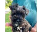 Schnauzer (Miniature) Puppy for sale in Thomaston, GA, USA