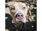 Adopt Da'Vinci a Pit Bull Terrier