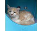 Adopt Albie a Domestic Long Hair