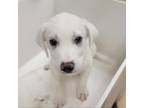 Adopt Koda( all white) a Saint Bernard, Mixed Breed