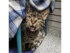 Adopt Walter Cronkite a Domestic Short Hair