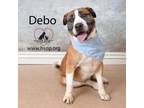 Adopt Debo a Pit Bull Terrier, Boxer