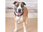 Adopt Debo a Pit Bull Terrier, Boxer