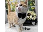 Adopt Scar a Domestic Short Hair