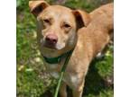 Adopt Raguel a Mixed Breed