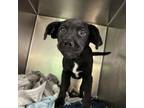 Adopt Damascus a Mixed Breed