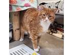 Adopt Desmond a Domestic Short Hair