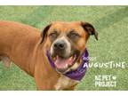 Adopt Augustine a Mixed Breed