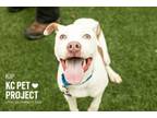 Adopt Kip a Pit Bull Terrier, Mixed Breed