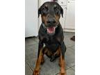 Adopt Simba 3240 a Doberman Pinscher