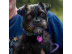Adopt Dexter - Claremont Location a Terrier