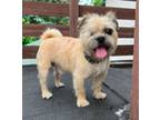 Adopt Toby a Brussels Griffon