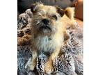 Adopt Toby a Brussels Griffon