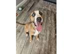 Adopt Devon a Labrador Retriever