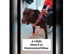 Adopt WAGS-A-14085 a Pit Bull Terrier