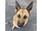 Adopt Comet a German Shepherd Dog