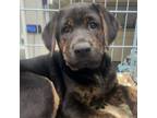 Adopt White Claw a Black Labrador Retriever, Doberman Pinscher