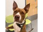 Adopt Haze a Pit Bull Terrier