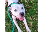 Adopt Bruno Mars a Pit Bull Terrier