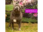 Adopt Meatball a Pit Bull Terrier