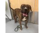 Adopt Tankie a Pit Bull Terrier