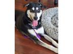 Adopt Rico Suave (Rico) a Siberian Husky, Labrador Retriever