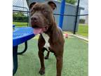 Adopt Shemar a Pit Bull Terrier