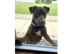 Adopt HOSS a Mastiff, Pit Bull Terrier