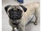 Adopt James (In Foster) a Pug