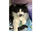 Adopt Patches (@ Chow Hound!) a Domestic Long Hair