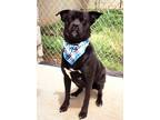 Adopt Brody a Staffordshire Bull Terrier