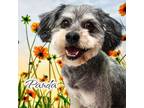 Adopt Panda a Mixed Breed