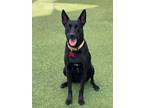 Adopt Murphy 2 a Shepherd