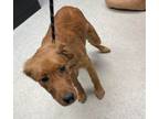 Adopt Dimitri a Golden Retriever