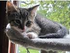 Adopt Borlotti a Domestic Short Hair