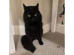 Adopt Oliver XV a Domestic Long Hair