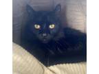 Adopt Oliver XV a Domestic Long Hair