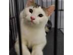 Adopt Tom a Domestic Short Hair