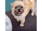 Adopt Mango Habanero a Brussels Griffon, Pug