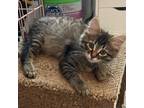 Adopt Tommy a Domestic Long Hair