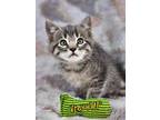 Adopt Jophiel a Tabby, Domestic Short Hair