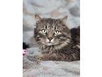 Adopt Grayson a Domestic Long Hair, Tabby